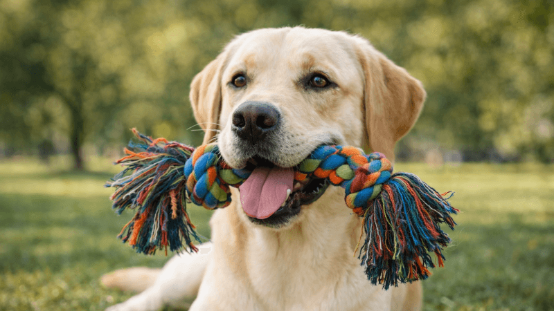 Labrador Retriever Cancer Risk: What Every Owner Should Know