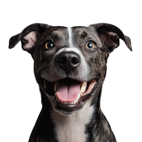 Dog with suspected disease