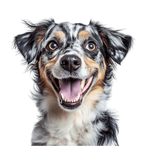 Happy and healthy dog